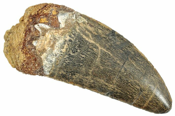 Serrated, Carcharodontosaurus Tooth - Huge Dinosaur Tooth #245449